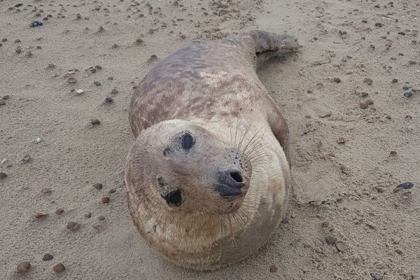 Zeehond op het strand